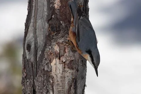 Bird in the wilderness. Stock Photos