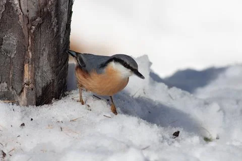 Bird in the wilderness. Stock Photos