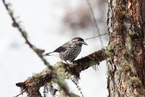 Bird in the wilderness. Stock Photos