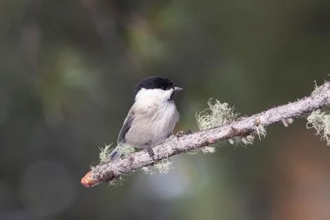 Bird in the wilderness. Stock Photos