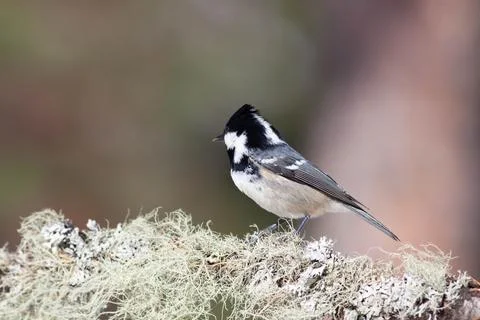 Bird in the wilderness. Stock Photos