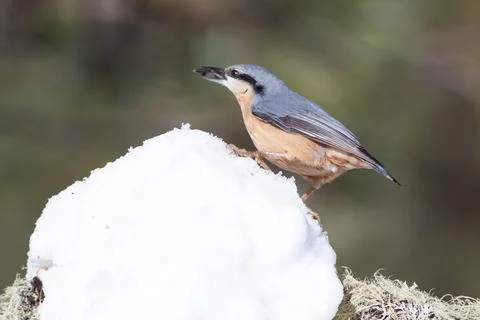 Bird in the wilderness. Stock Photos