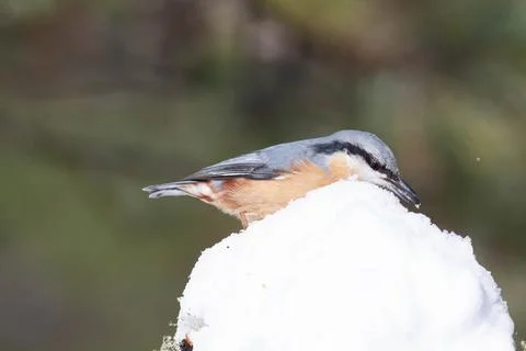 Bird in the wilderness. Stock Photos