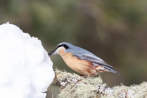 Bird in the wilderness. Stock Photos