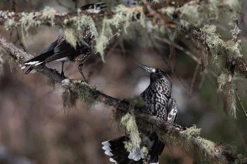 Bird in the wilderness. Stock Photos