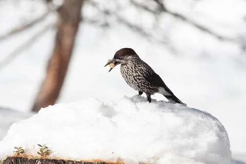 Bird in the wilderness. Stock Photos