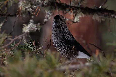 Bird in the wilderness. Stock Photos