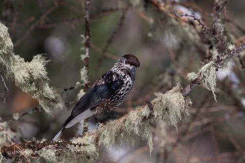 Bird in the wilderness. Stock Photos