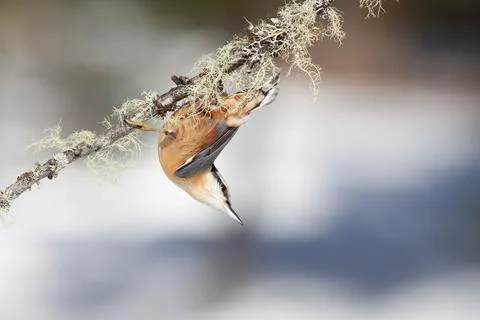 Bird in the wilderness. Stock Photos