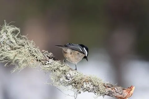 Bird in the wilderness. Foto stock