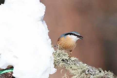 Bird in the wilderness. Stock Photos