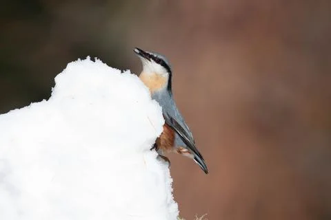 Bird in the wilderness. Stock Photos