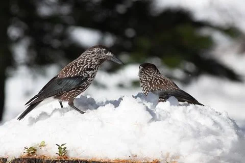 Bird in the wilderness. Stock Photos