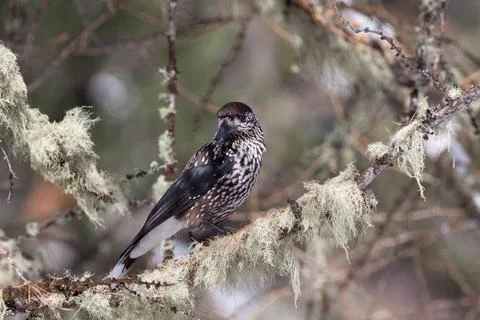 Bird in the wilderness. Stock Photos