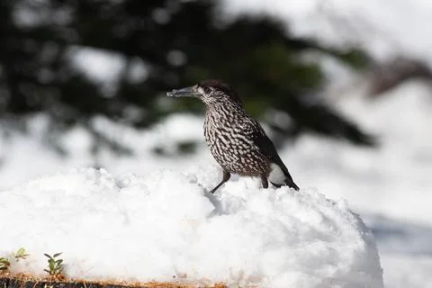Bird in the wilderness. Stock Photos