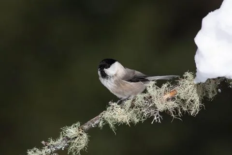 Bird in the wilderness. Stock Photos