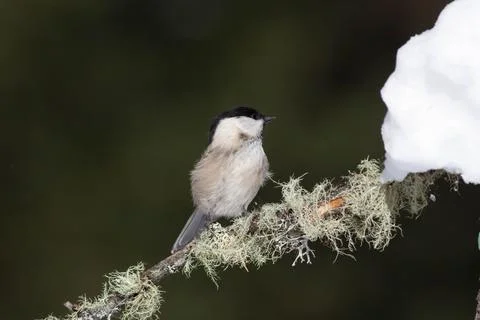Bird in the wilderness. Stock Photos