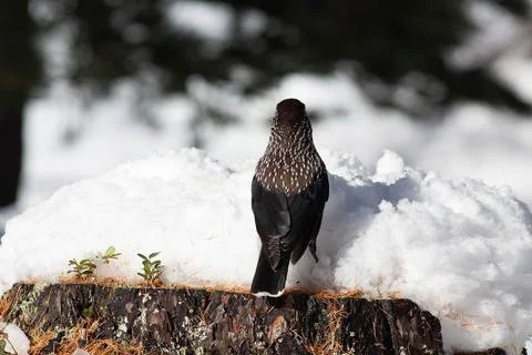 Bird in the wilderness. Stock Photos