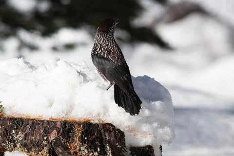 Bird in the wilderness. Stock Photos