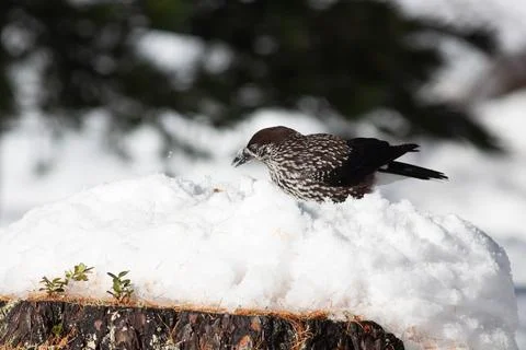 Bird in the wilderness. Foto stock