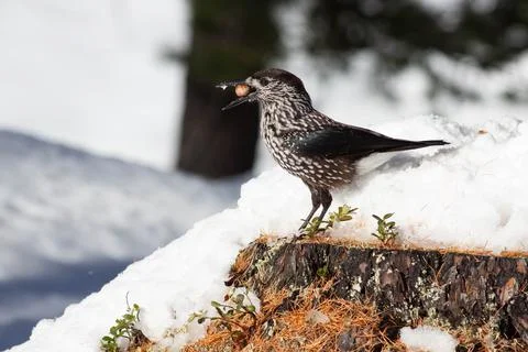 Bird in the wilderness. Stock Photos