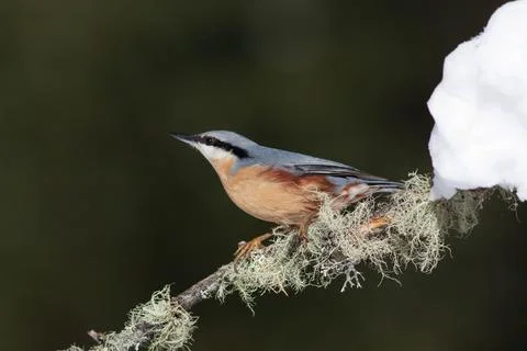 Bird in the wilderness. Stock Photos