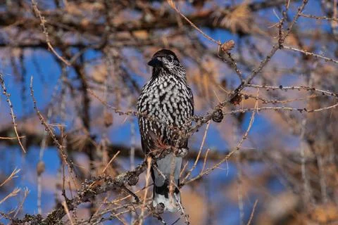 Bird in the wilderness. Stock Photos
