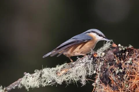 Bird in the wilderness. Stock Photos
