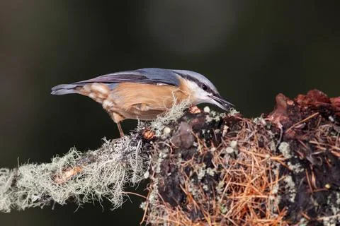 Bird in the wilderness. Stock Photos