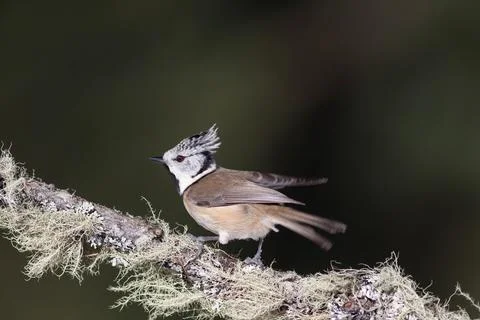 Bird in the wilderness. Stock Photos