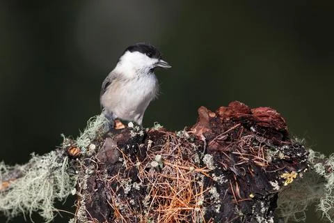 Bird in the wilderness. Stock Photos