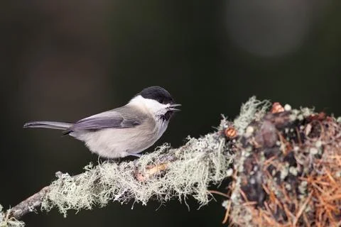 Bird in the wilderness. Stock Photos