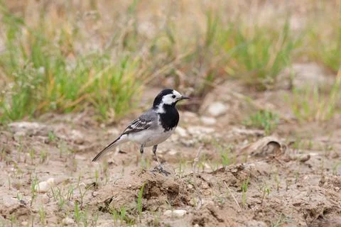 Bird in the wilderness. Stock Photos