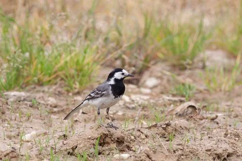 Bird in the wilderness. Stock Photos