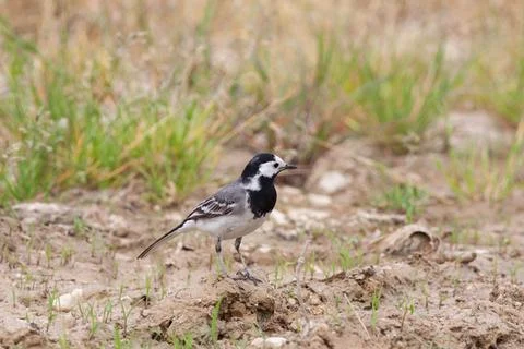 Bird in the wilderness. Stock Photos