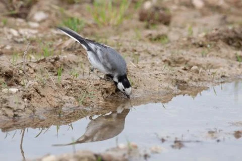 Bird in the wilderness. Stock Photos