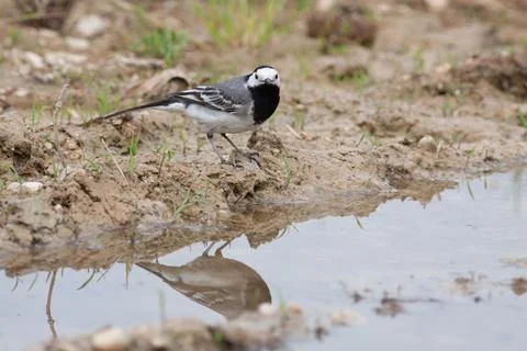 Bird in the wilderness. Stock Photos