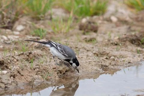Bird in the wilderness. Stock Photos