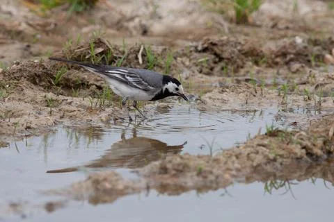 Bird in the wilderness. Stock Photos
