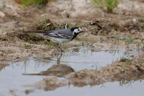 Bird in the wilderness. Stock Photos