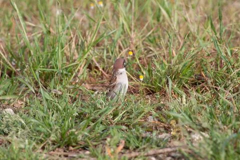 Bird in the wilderness. Stock Photos