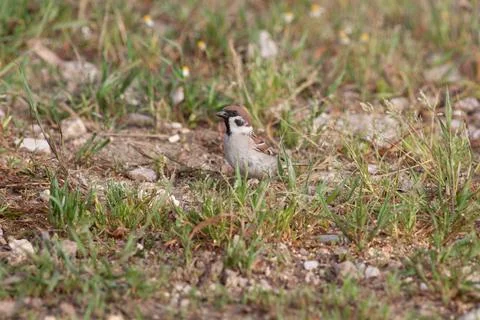 Bird in the wilderness. Stock Photos