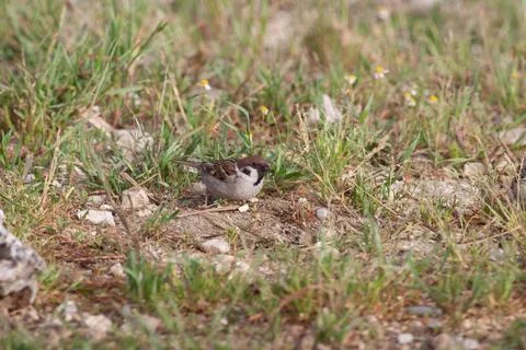 Bird in the wilderness. Stock Photos