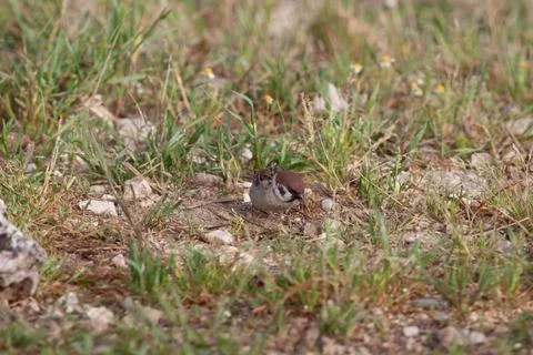 Bird in the wilderness. Stock Photos