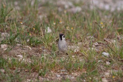Bird in the wilderness. Stock Photos
