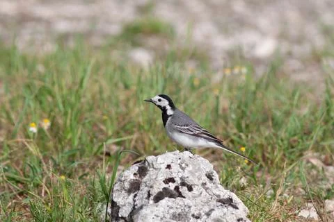 Bird in the wilderness. Stock Photos