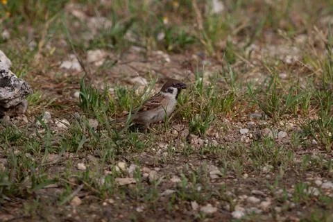 Bird in the wilderness. Stock Photos