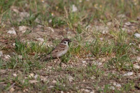 Bird in the wilderness. Stock Photos