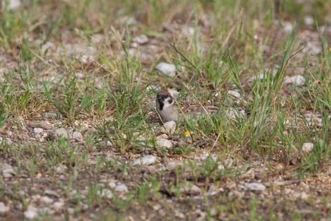 Bird in the wilderness. Stock Photos