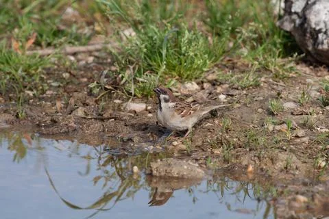 Bird in the wilderness. Stock Photos